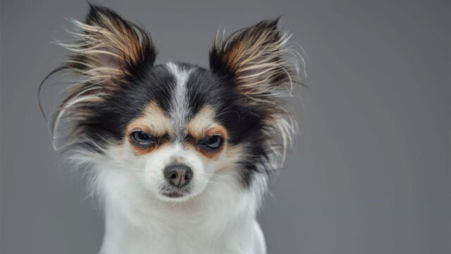 Γιατί γρυλίζει ο σκύλος σας