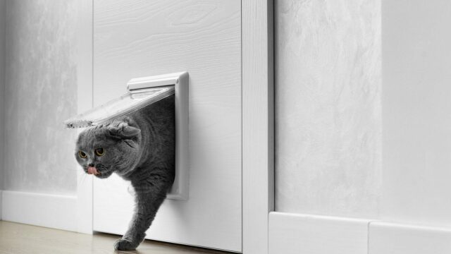 Κουίζ για γάτες: Πόσο καλά τις γνωρίζετε;