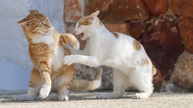 5 πράγματα που πρέπει απαραίτητα να ξέρετε για τους καβγάδες ανάμεσα στις γάτες