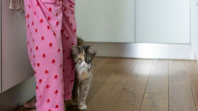 Γιατί πολλές γάτες προτιμούν ανθρώπους που δεν τις θέλουν; 5 λόγοι για αυτό