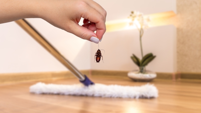 Δείτε 4 πράγματα που προσελκύουν τις κατσαρίδες στο σπίτι σας