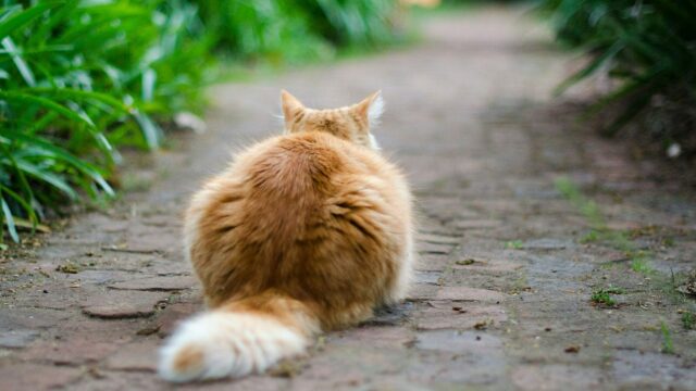 Νευριάζει η γάτα σας; 6 πράγματα που κάνετε και δεν της αρέσουν