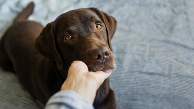 6 πράγματα που πιστεύουμε για τους σκύλους αλλά δεν ισχύουν
