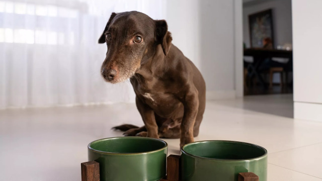 6 λάθος πράγματα που κάνουμε και μειώνουμε το προσδόκιμο ζωής του σκύλου μας