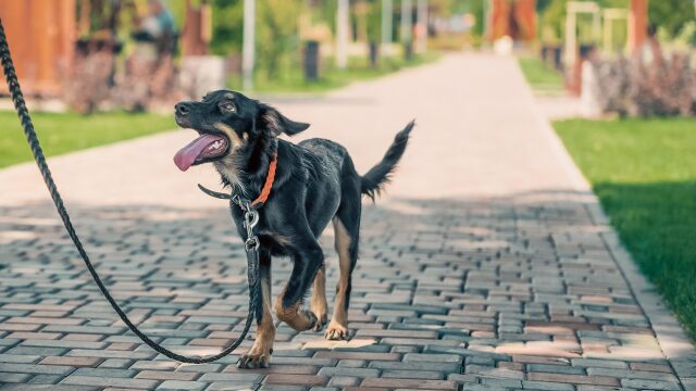 Τα 6 λάθη που κάνουμε όταν μαθαίνουμε τον σκύλο μας να περπατάει με λουρί