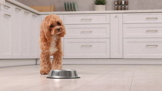 Οι 5 τροφές που θα δώσουν περισσότερη ενέργεια στον σκύλο σας