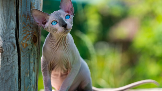 Τι πραγματικά βλέπει η γάτα σας όταν κοιτάζει το πρόσωπό σας