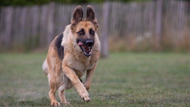 Γερμανικός Ποιμενικός και λύκος: Πού διαφέρουν τα δύο αυτά ζώα