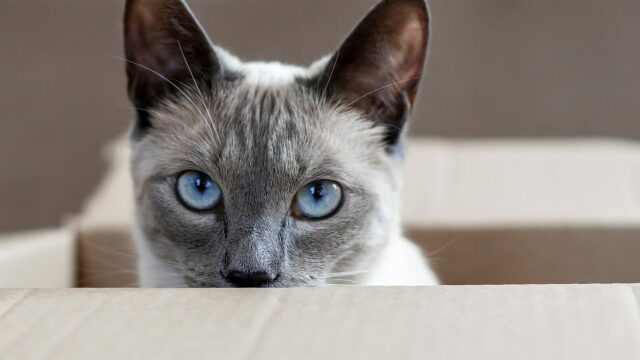 4 πράγματα που πιστεύουμε για τις γάτες αλλά δεν ισχύουν