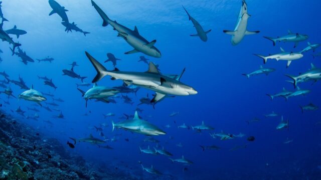 Άγνωστα και περίεργα πράγματα που θα θέλατε να γνωρίζετε για τους καρχαρίες