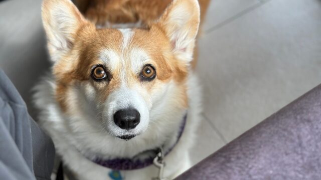 Δείτε με ποιους τρόπους καταλαβαίνει ο σκύλος σας ότι τον αγαπάτε