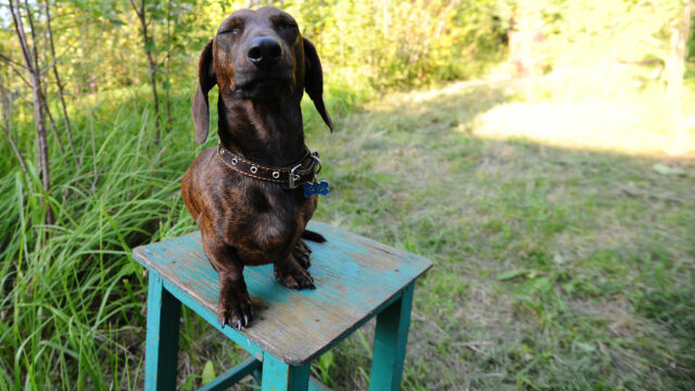 Oι 5 πιο συχνοί μύθοι που έχουν να κάνουν με τη συμπεριφορά του σκύλου μας
