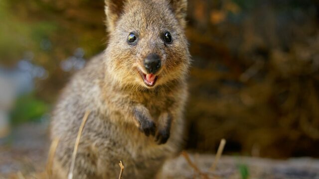 Γνωρίστε το κουόκα, το πιο χαρούμενο ζώο του κόσμου