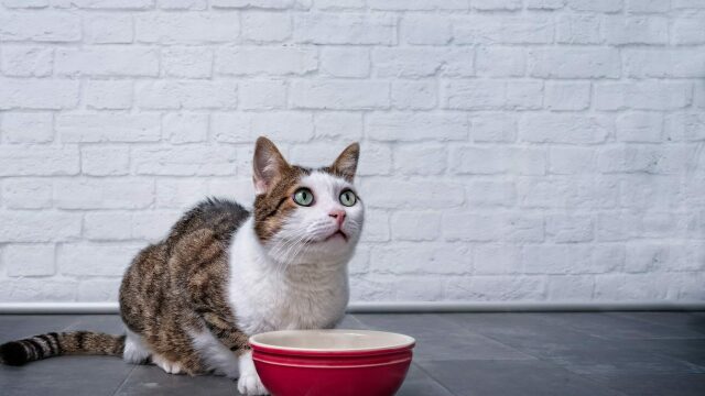 Τι θέλουν οι γάτες να τρώνε για πρωινό