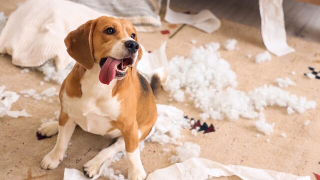 Τι πρέπει να κάνουμε όταν ο σκύλος μας καταστρέφει τα πάντα μέσα στο σπίτι