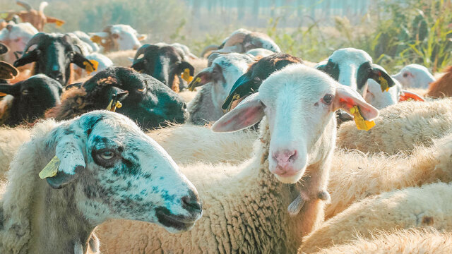 Λαζαρίδης: Εντός των προσεχών ημερών η ΚΥΑ για αποζημιώσεις σε επιχειρήσεις και παραγωγούς στη Λέσβο