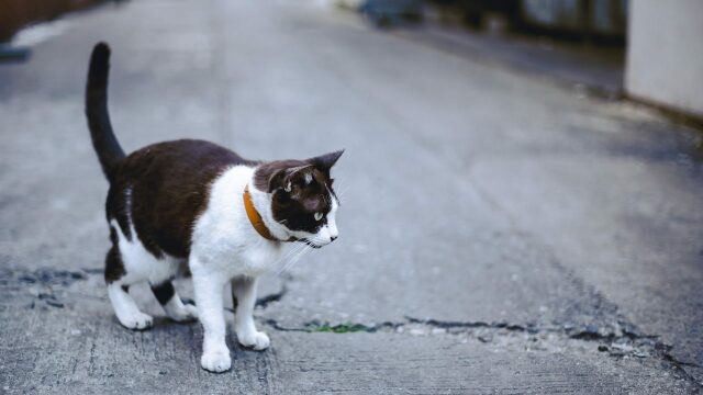 Δείτε τι κάνει μια γάτα που χάνεται από το σπίτι της