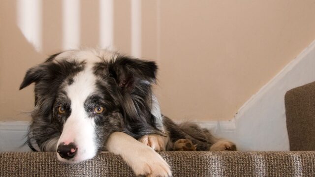 Αυτό το σημείο του σπιτιού μπορεί να φοβίζει τον σκύλο σας - Πώς θα τον βοηθήσετε