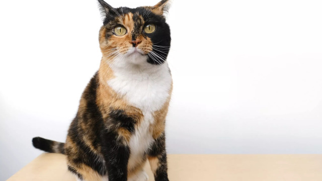 Χίμαιρα: Όσα πρέπει να γνωρίζετε για τη γάτα με τα δύο πρόσωπα