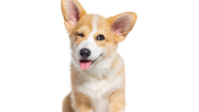 Είδατε τον σκύλο σας να σας κλείνει το μάτι; Τι μπορεί να σημαίνει αυτή η παράξενη συμπεριφορά