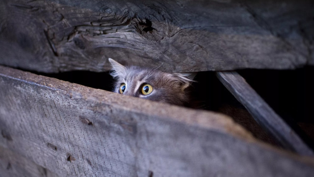 6 πράγματα που φοβίζουν μια γάτα- Πιθανόν δεν τα γνωρίζετε