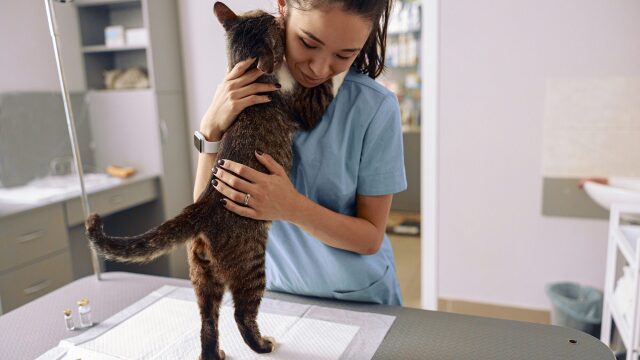Όλα όσα πρέπει να γνωρίζετε για τη στείρωση μιας γάτας