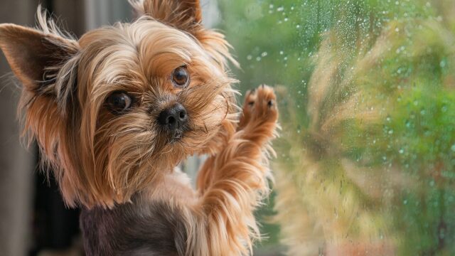 Πώς να εκτονώσετε τον σκύλο σας στο σπίτι μια βροχερή ημέρα