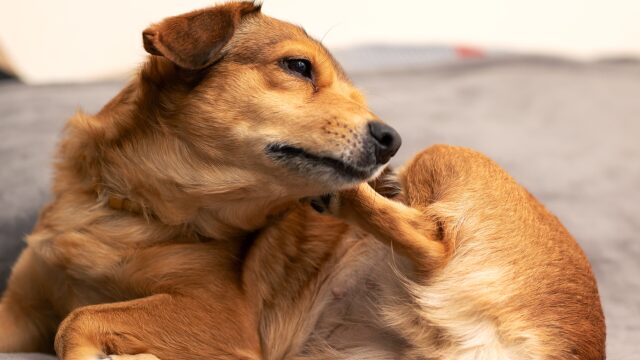 Φρίκη στην Κομοτηνή: Βρέθηκε σκύλος κρεμασμένος από δέντρο
