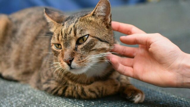 Νιώθουν οι γάτες αγάπη για εμάς; Ποια είναι τα συναισθήματα που έχουν για τον άνθρωπό τους