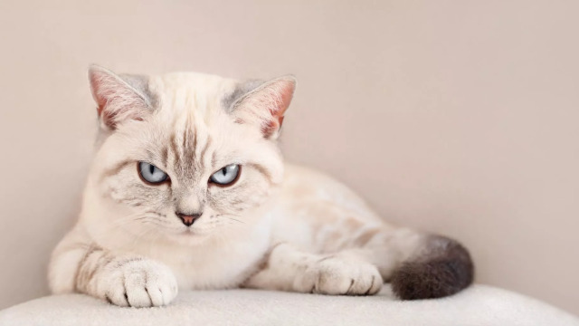 Τι να μην κάνετε ποτέ στη γάτα σας – 6 πράγματα που δεν θα σας συγχωρήσει