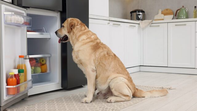 Η λιχουδιά που ξετρελαίνει τους σκύλους- Υγιεινή και απολαυστική