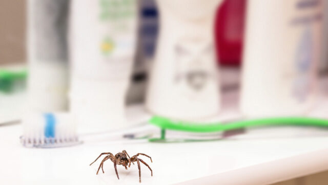 6 λάθη που κάνουμε και έρχονται έντομα, τρωκτικά και αράχνες στο σπίτι μας