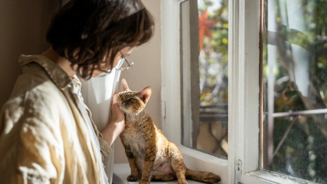 Όταν το τέλος της γάτας σας πλησιάζει: Το “σιωπηλό αντίο” της