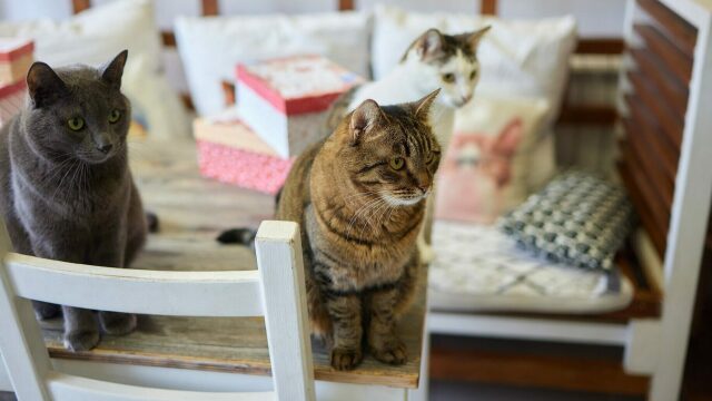 Τα λάθη που συχνά κάνουμε όταν έχουμε στο σπίτι πολλές γάτες