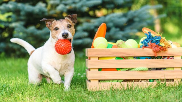 Αυτά είναι τα 2 χρώματα που προτιμούν οι σκύλοι