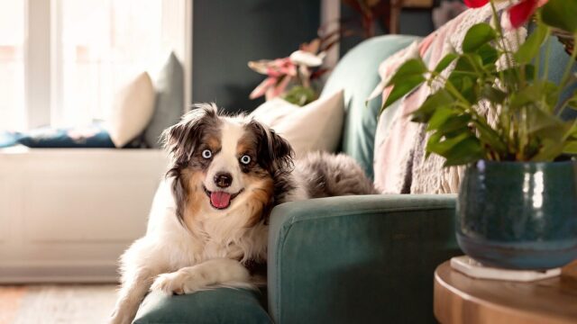 Τα 6 πιο επικίνδυνα για τον σκύλο μας πράγματα που έχουμε σπίτι