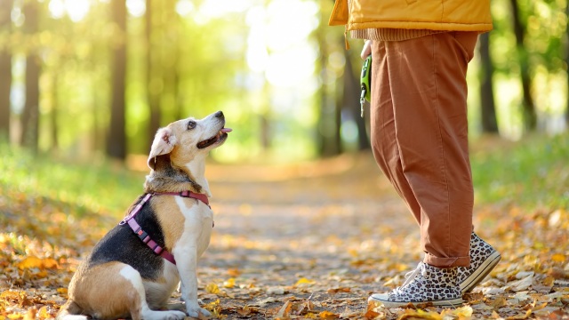 Γιατί είναι απαραίτητο να βγαίνει βόλτα ο σκύλος μας τουλάχιστον δύο φορές τη μέρα