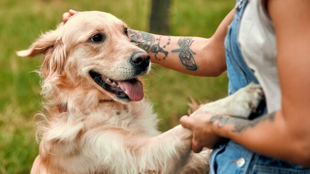 Πώς να χαϊδεύετε σωστά τον σκύλο σας - Κερδίστε την αγάπη και την εμπιστοσύνη του