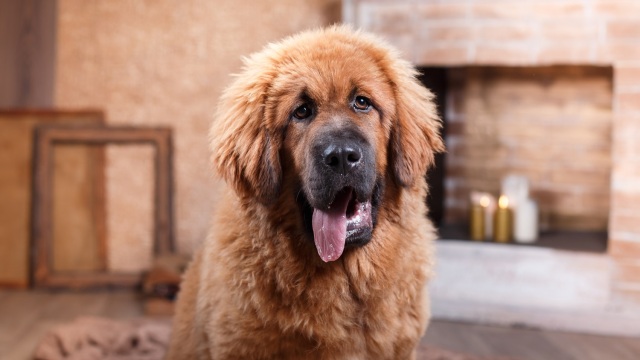 Μπορούν οι μεγαλόσωμοι σκύλοι να ζήσουν σε μικρό διαμέρισμα; Τι αξίζει να σκεφτείτε