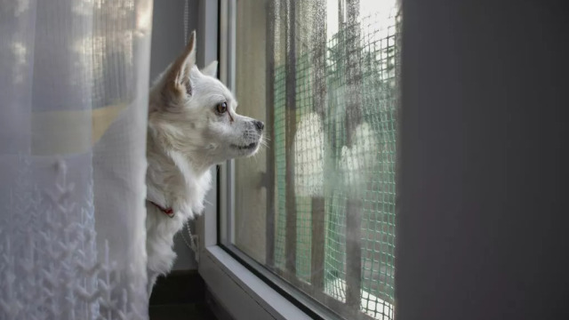 Πώς θα καταλάβετε ότι λείπετε στον σκύλο σας όταν δεν είστε σπίτι – Τα 5 σημάδια