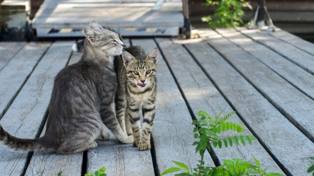 Δείτε τους 3 παράξενους τρόπους που οι μαμάδες γάτες μαλώνουν τα γατάκια τους