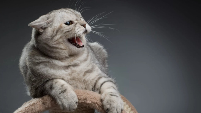 Οι 5 λόγοι που η γάτα σας έγινε ξαφνικά επιθετική