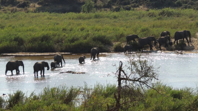 Αυτά τα ζώα κάνουν τελετές πένθους που μοιάζουν με τις ανθρώπινες κηδείες