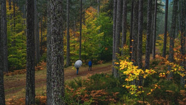 Αναζωογονητικές διαδρομές στα φθινοπωρινά δάση της Ελλάδας
