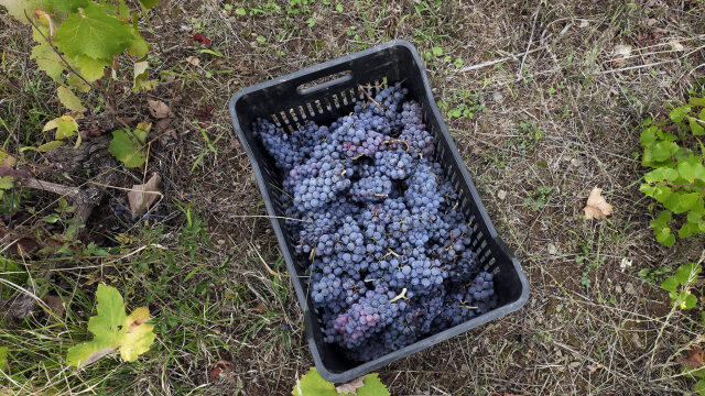
4 οινοποιεία στους πρόποδες του Ολύμπου
