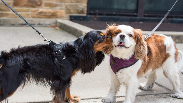 Τι είναι ο κανόνας των 3 δευτερολέπτων που ισχύει για τους σκύλους