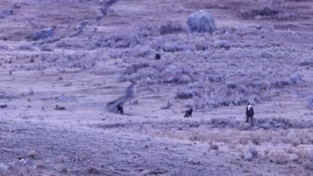 ΗΠΑ: Άνδρας καταγράφηκε σε βίντεο να πλησιάζει και να προκαλεί αγέλη λύκων στο πάρκο Γέλοουστοουν