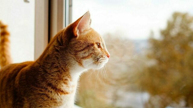 Τι νιώθει η γάτα μας τις ώρες που λείπουμε από το σπίτι
