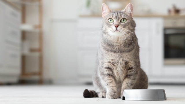 Οι λόγοι που μια γάτα αρνείται να φάει- Πόσο μπορεί να αντέξει χωρίς φαγητό