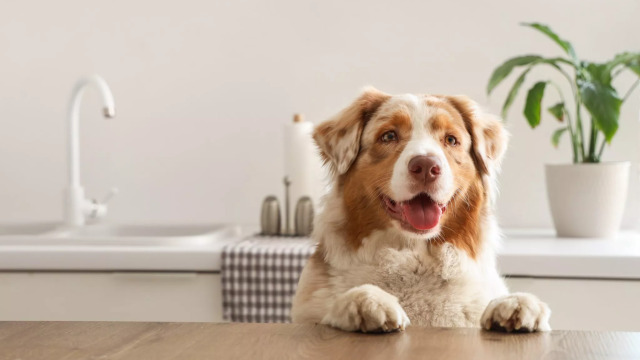 Πώς μπορεί ο κουρκουμάς να βοηθήσει την υγεία του σκύλου σας